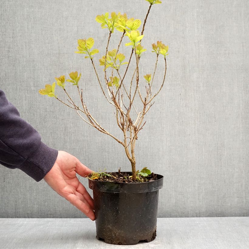 Exemplaar van Cotinus coggygria Lemon Lady - Pruikenboom Pot van 2 l/3 l zoals geleverd in de lente