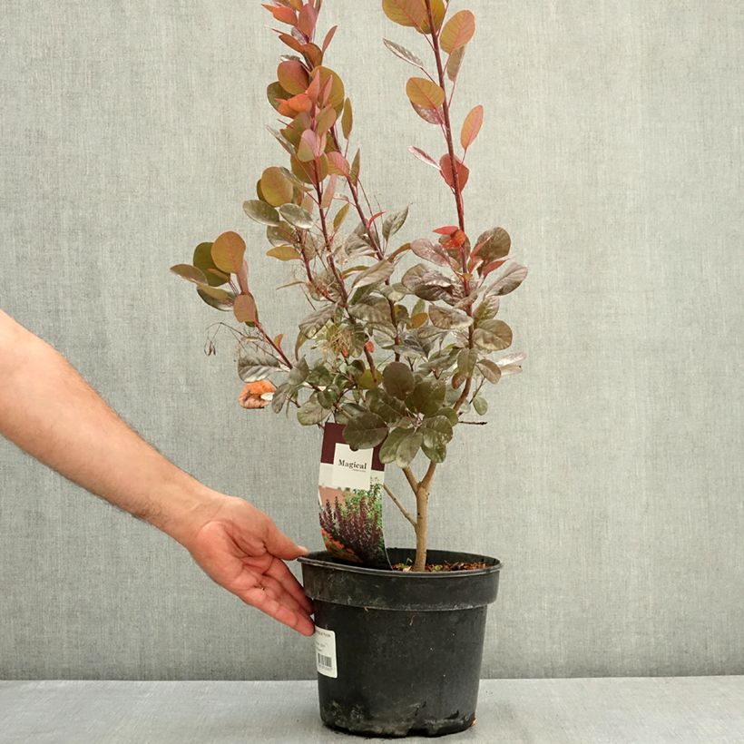 Exemplaar van Cotinus coggygria Magical Purple - Pruikenboom Pot van 4 l/5 l zoals geleverd in de zomer