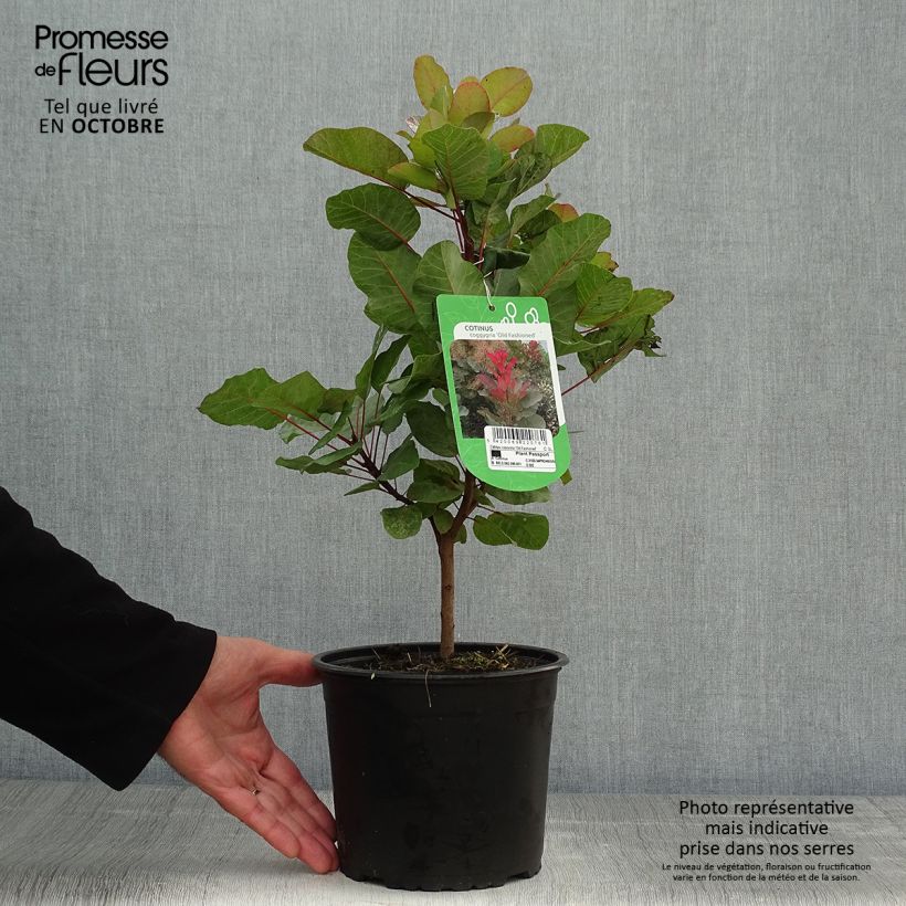 Exemplaar van Cotinus coggygria Old Fashioned - Pruikenboom Pot van 3 l/4 l zoals geleverd in de herfst