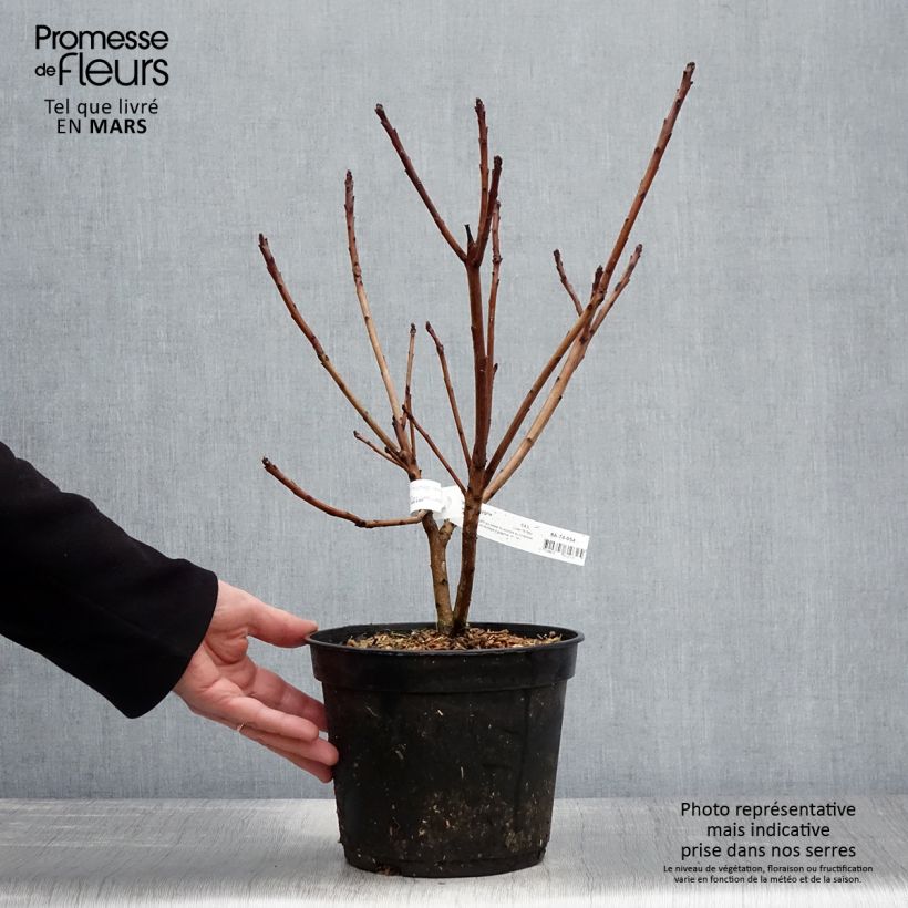 Exemplaar van Cotinus coggygria Old Fashioned - Pruikenboom Pot van 3 l/4 l zoals geleverd in de lente
