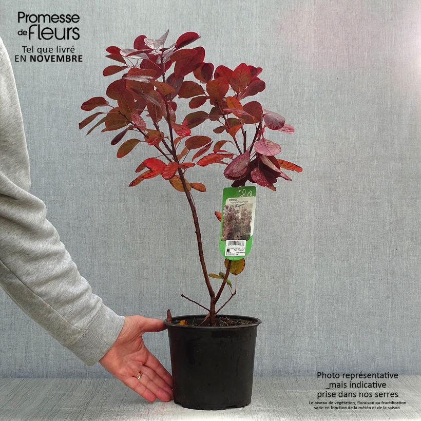 Exemplaar van Cotinus coggygria Royal Purple - Pruikenboom Pot van 2 l/3 l zoals geleverd in de herfst