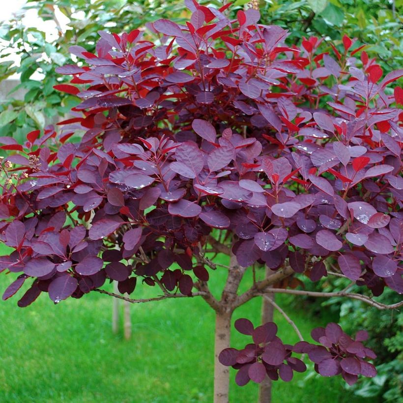 Cotinus coggygria Royal Purple - Pruikenboom (Blad)