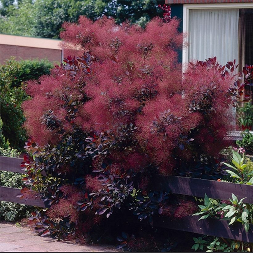 Cotinus coggygria Royal Purple - Pruikenboom (Groeiplaats)