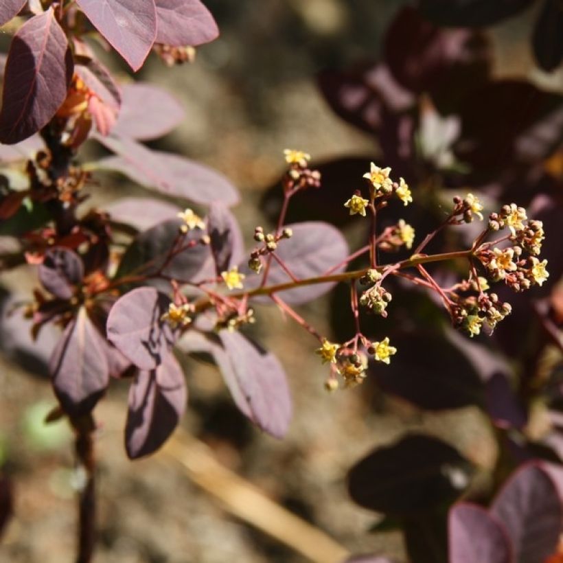 Cotinus coggygria Royal Purple - Pruikenboom (Bloei)