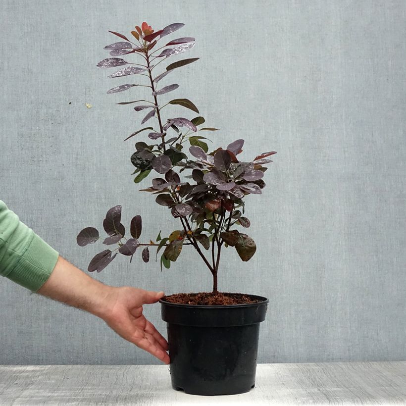 Exemplaar van Cotinus coggygria Royal Purple - Pruikenboom Pot van 4 l/5 l zoals geleverd in de zomer