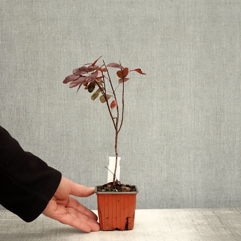 Exemplaar van Cotinus coggygria Royal Purple - Pruikenboom Kweekpotje van 8/9 cm zoals geleverd in de herfst