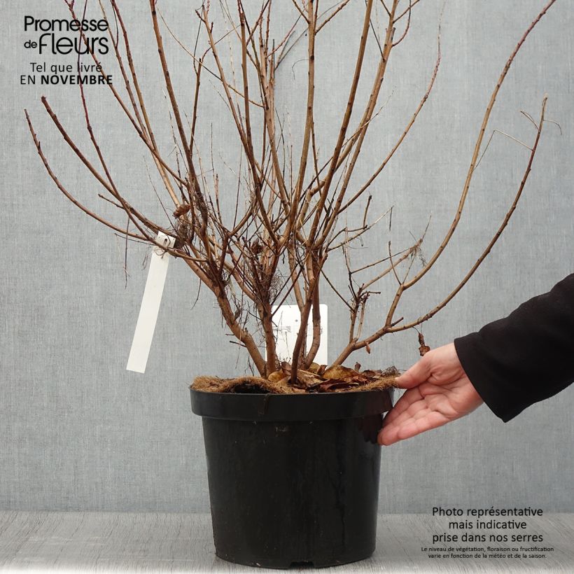 Exemplaar van Cotinus coggygria Young Lady - Pruikenboom Pot van 6 l/7 l zoals geleverd in de herfst