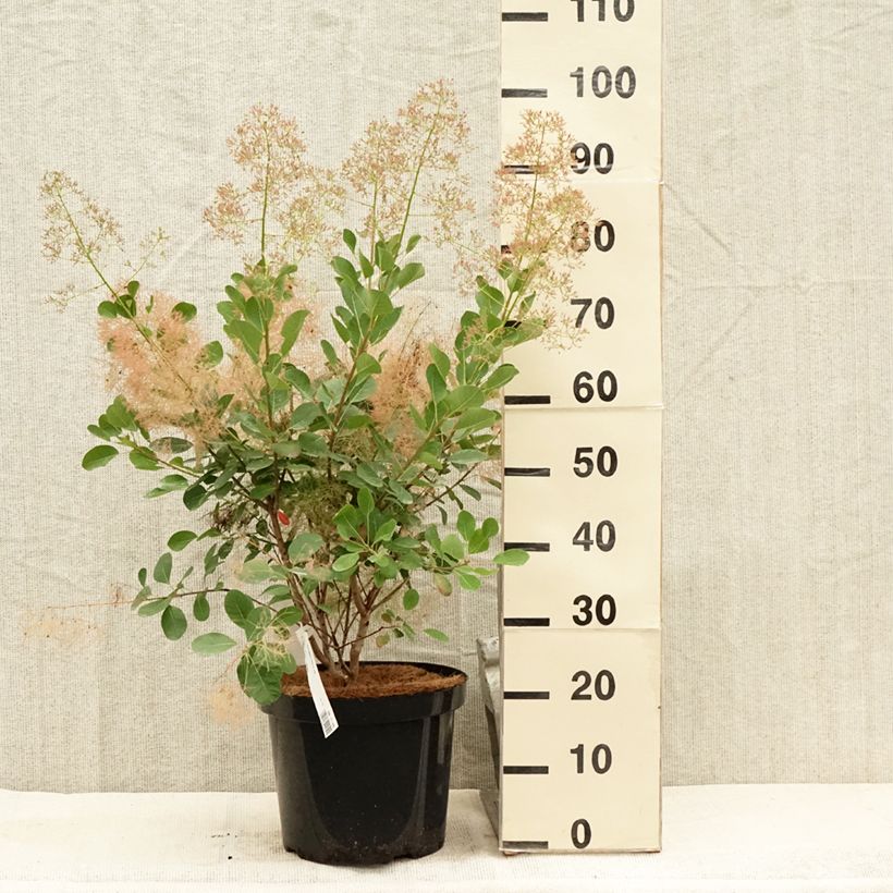 Exemplaar van Cotinus coggygria Young Lady - Pruikenboom Pot van 6 l/7 l zoals geleverd in de zomer