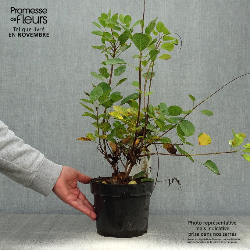 Exemplaar van Cotinus coggygria Young Lady - Pruikenboom Pot van 2 l/3 l zoals geleverd in de herfst