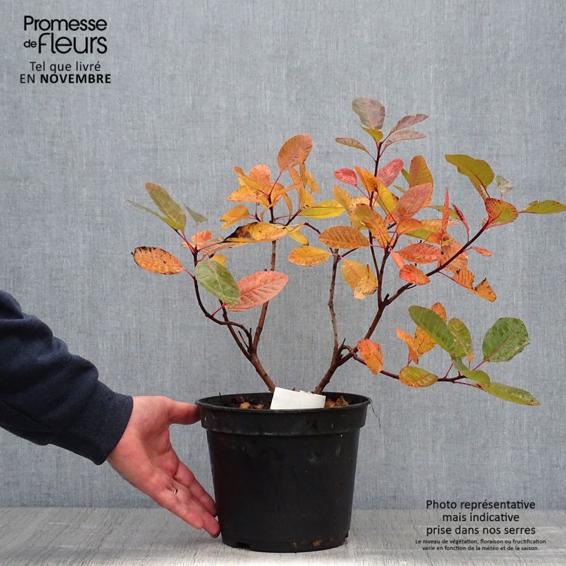 Exemplaar van Cotinus Grace - Pruikenboom Pot van 6 l/7 l zoals geleverd in de herfst