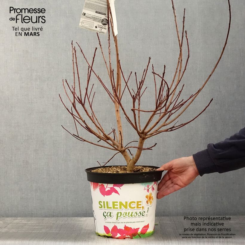 Exemplaar van Cotinus Grace - Pruikenboom Pot van 7,5 l/10 l zoals geleverd in de lente