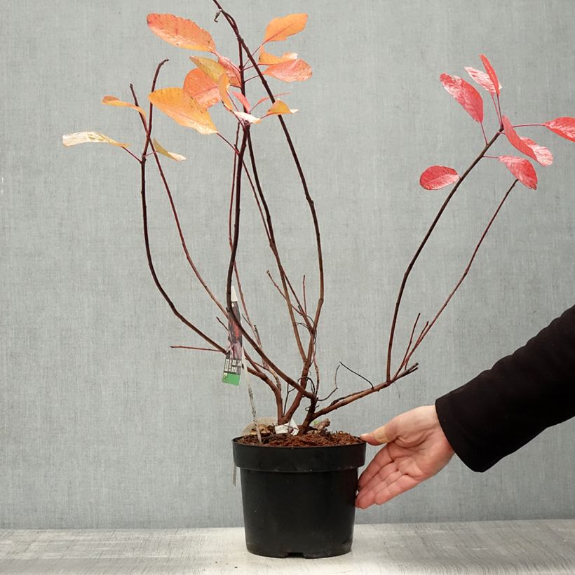 Exemplaar van Cotinus Grace - Pruikenboom Pot van 2 l/3 l zoals geleverd in de herfst