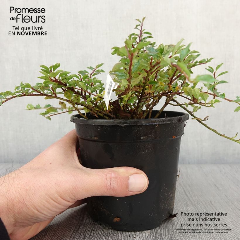 Exemplaar van Cotoneaster adpressus - Dwergmispel Pot van 1,5 l/2 l zoals geleverd in de herfst