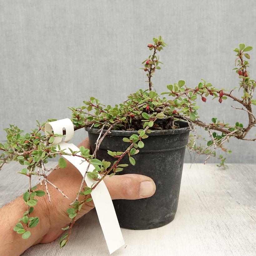 Exemplaar van Cotoneaster adpressus - Dwergmispel Pot van 1,5 l/2 l zoals geleverd in de zomer