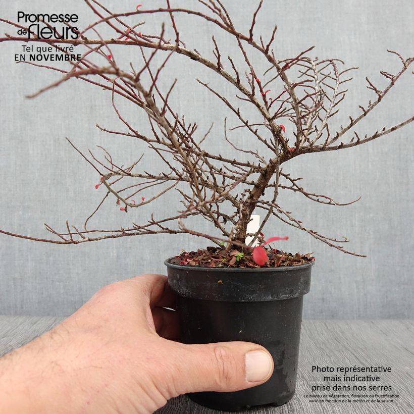 Exemplaar van Cotoneaster adpressus Little Gem - Dwergmispel Pot van 10 cm/11 cm zoals geleverd in de herfst