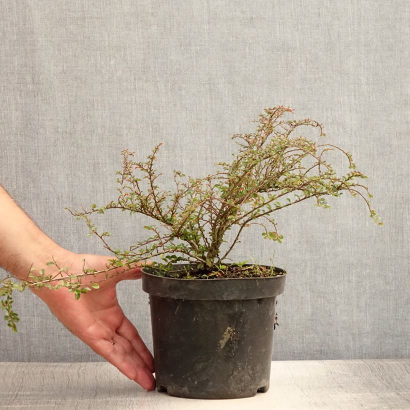 Exemplaar van Cotoneaster adpressus Little Gem - Dwergmispel Pot van 2 l/3 l zoals geleverd in de zomer