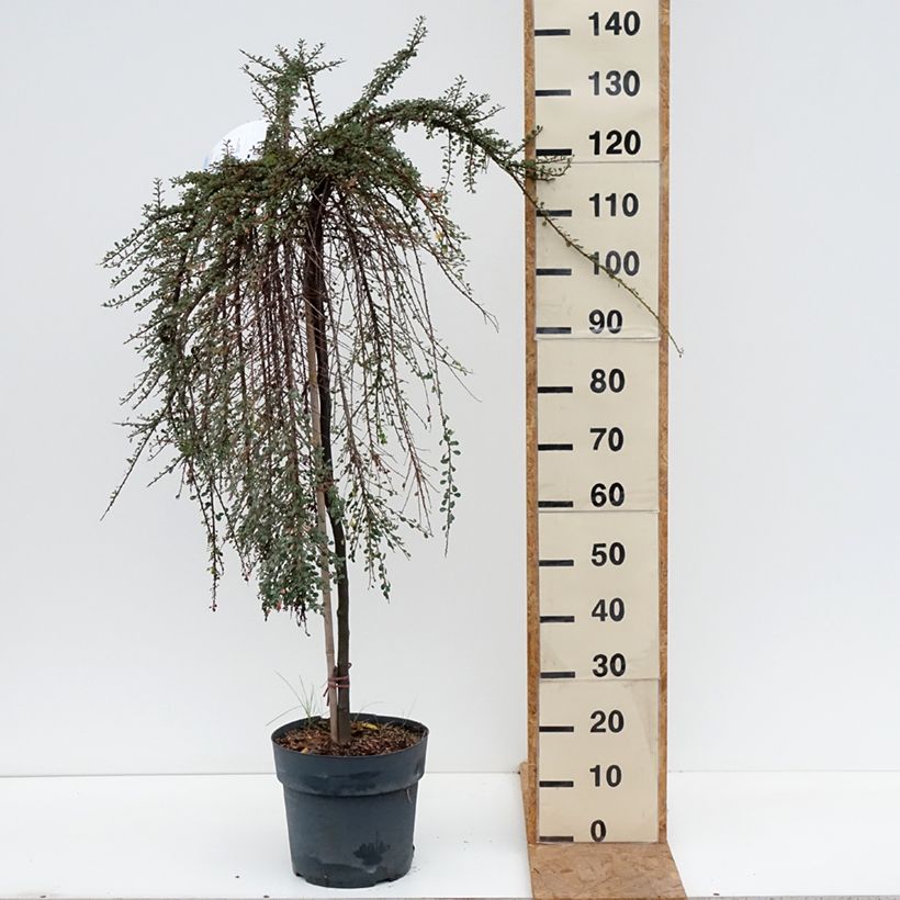 Exemplaar van Cotoneaster congestus - Dwergmispel Pot van 7,5 l/10 l, Stengel zoals geleverd in de herfst