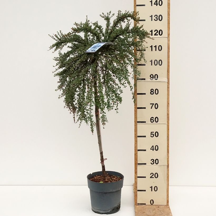 Exemplaar van Cotoneaster congestus - Dwergmispel Pot van 7,5 l/10 l, Stengel zoals geleverd in de zomer