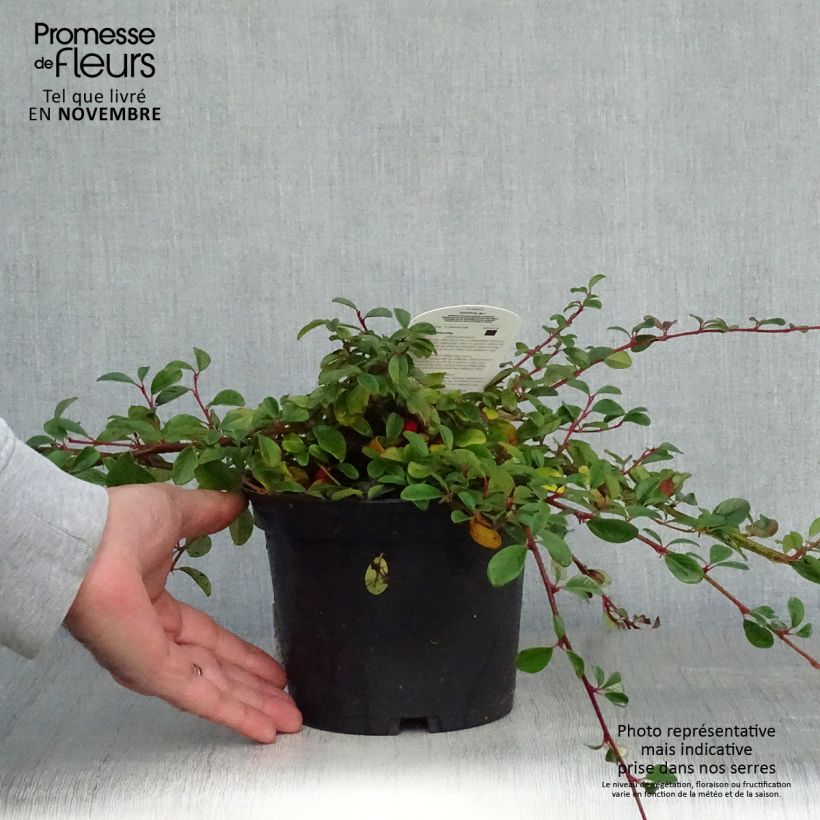 Exemplaar van Cotoneaster dammeri - Dwergmispel Pot van 2 l/3 l zoals geleverd in de herfst