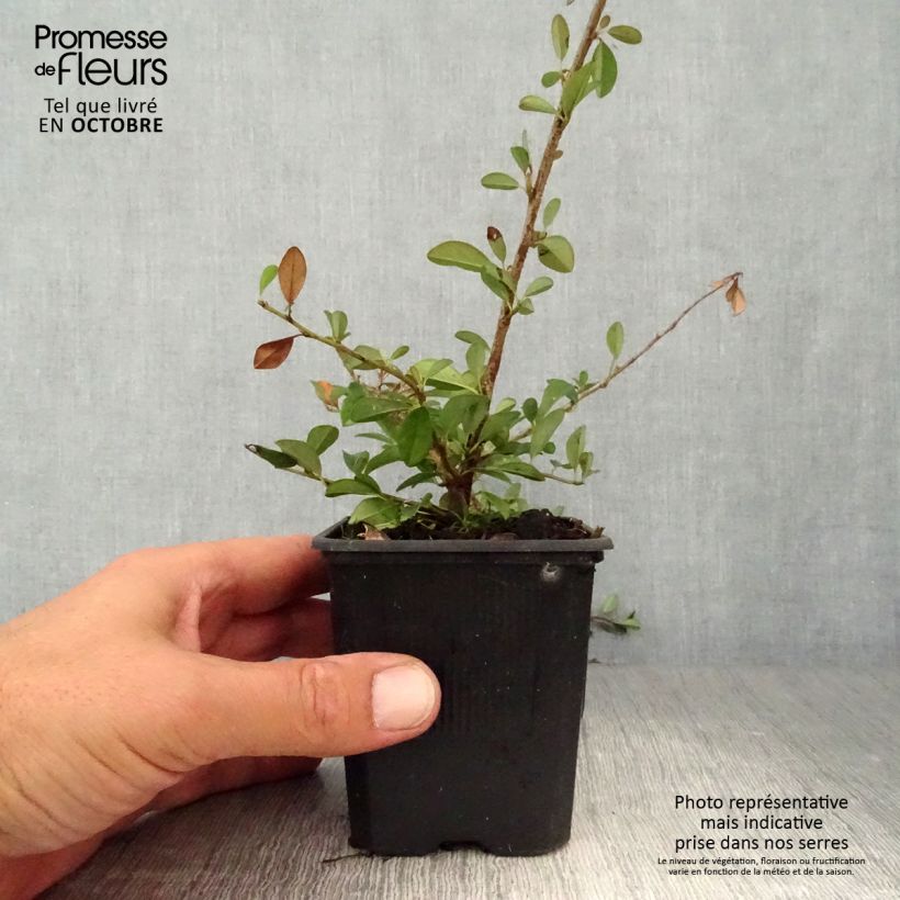 Exemplaar van Cotoneaster dammeri Eichholz - Dwergmispel Kweekpotje van 8/9 cm zoals geleverd in de herfst