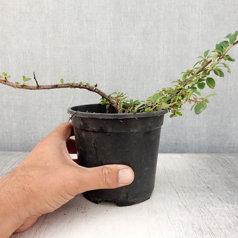 Exemplaar van Cotoneaster dammeri Mooncreeper - Dwergmispel Pot van 1 l/1,5 l zoals geleverd in de zomer