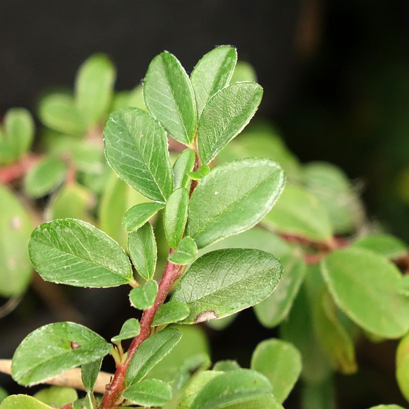 Cotoneaster dammeri Mooncreeper - Dwergmispel (Blad)
