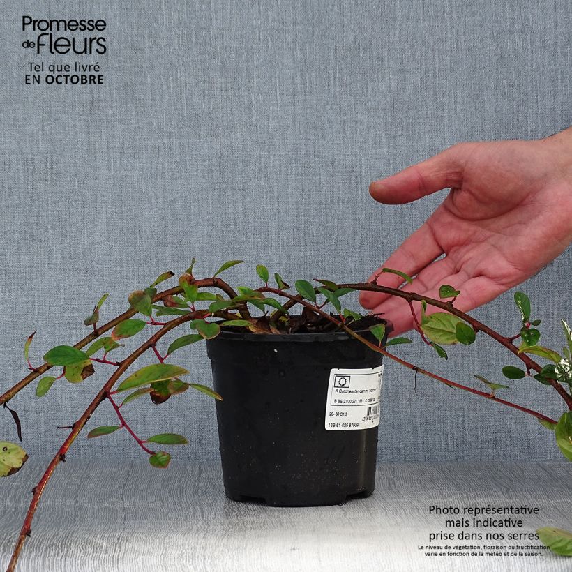 Exemplaar van Cotoneaster dammeri Schoon - Dwergmispel Pot van 1 l/1,5 l zoals geleverd in de herfst