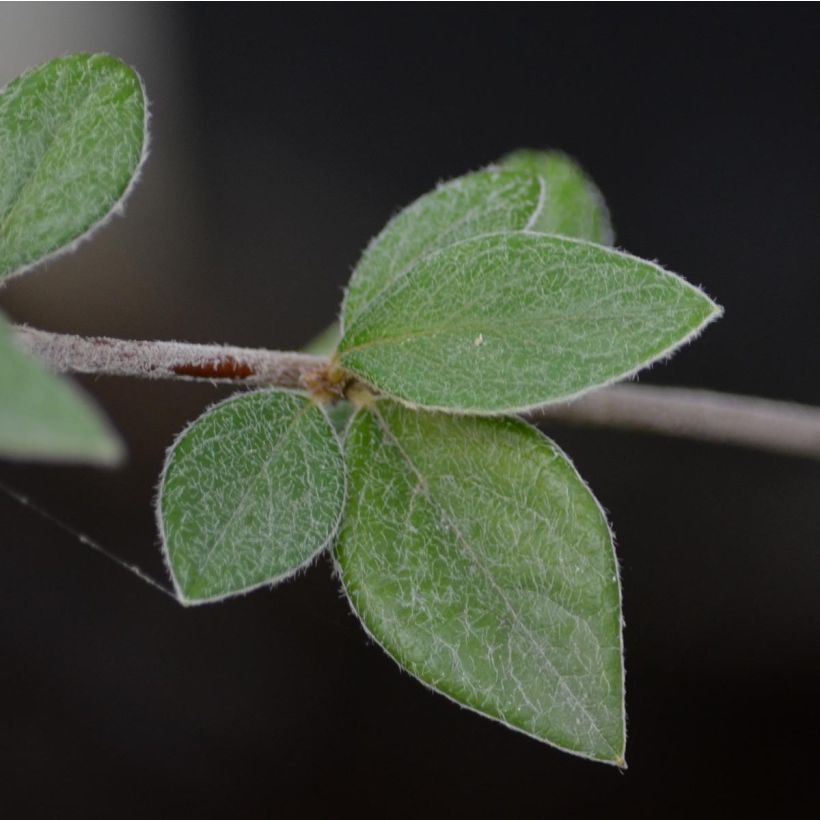 Cotoneaster franchetii - Dwergmispel (Foliage)