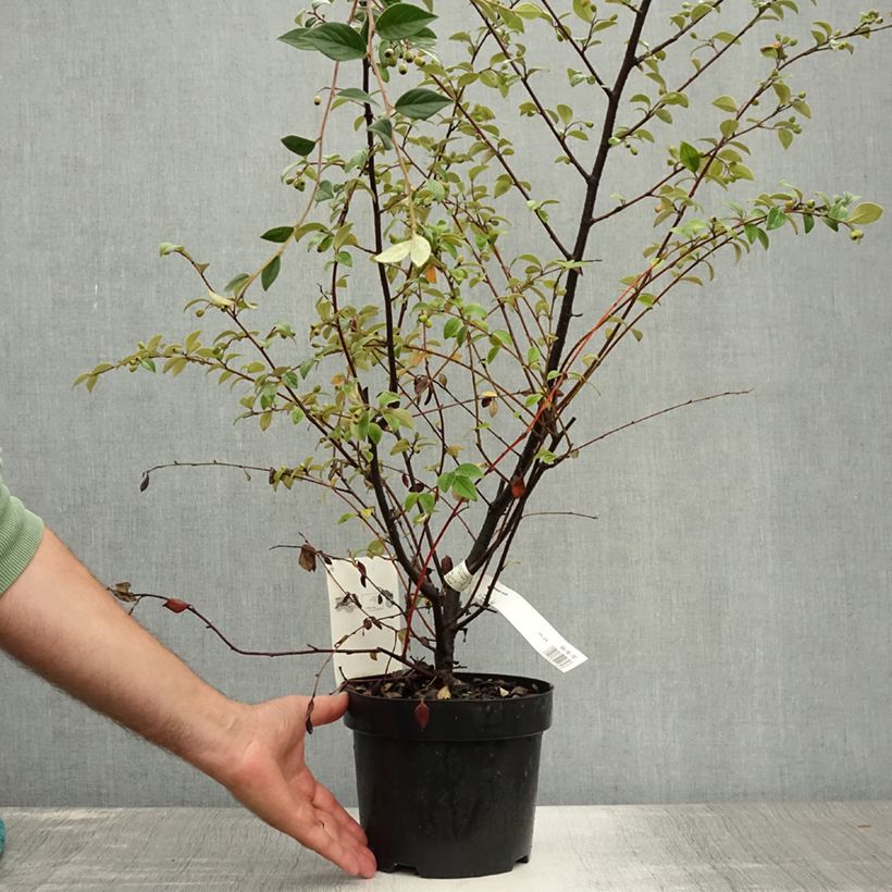 Exemplaar van Cotoneaster franchetii - Dwergmispel Pot van 2 l/3 l zoals geleverd in de zomer