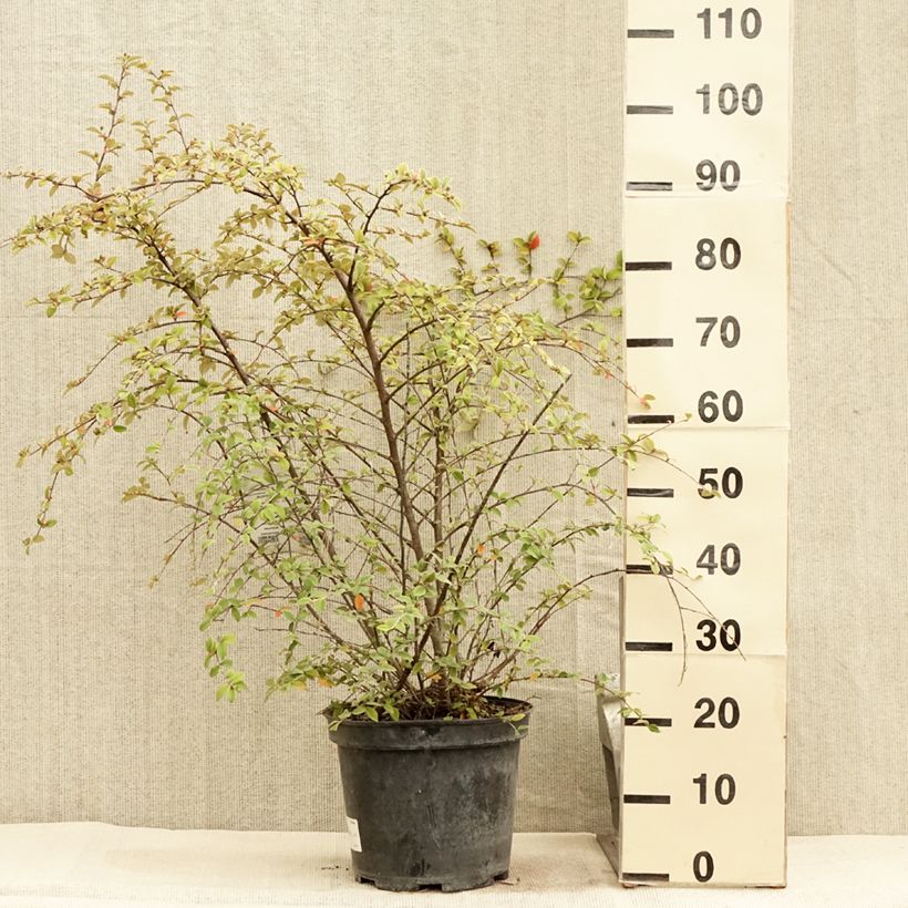 Exemplaar van Cotoneaster franchetii - Dwergmispel Pot van 7,5 l/10 l zoals geleverd in de zomer