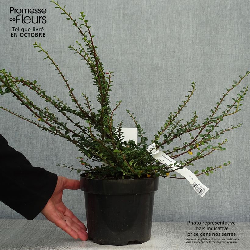 Exemplaar van Cotoneaster horizontalis - Vlakke dwergmispel Pot van 2 l/3 l zoals geleverd in de herfst