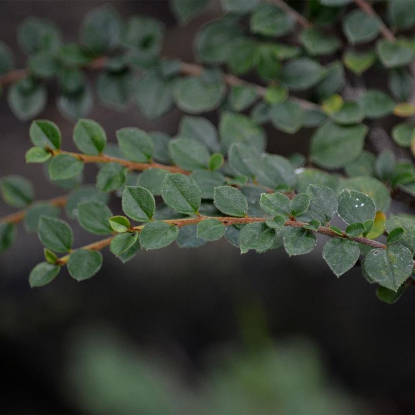 Cotoneaster horizontalis - Vlakke dwergmispel (Foliage)