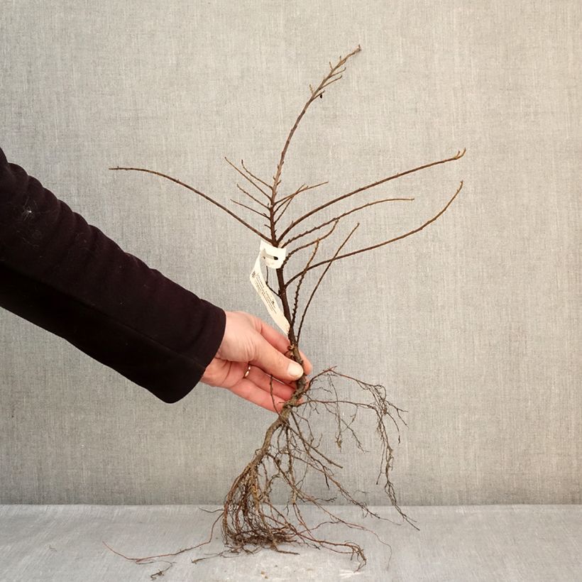 Example of Cotoneaster horizontalis - Vlakke dwergmispel Naakte wortel as you get in hiver