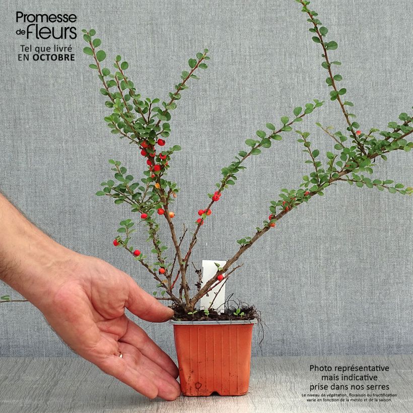 Exemplaar van Cotoneaster horizontalis - Vlakke dwergmispel Kweekpotje van 8/9 cm zoals geleverd in de herfst