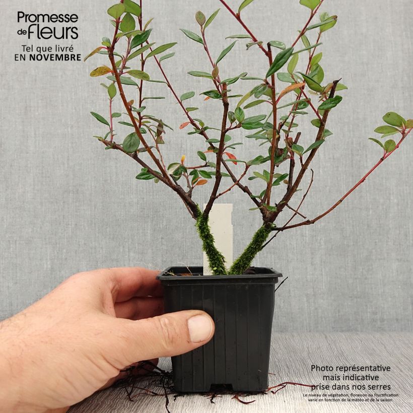 Exemplaar van Cotoneaster lacteus - Dwergmispel Kweekpotje van 8/9 cm zoals geleverd in de herfst