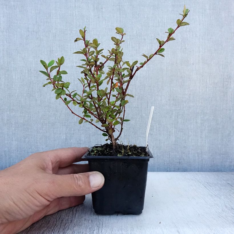 Exemplaar van Cotoneaster lacteus - Dwergmispel Kweekpotje van 8/9 cm zoals geleverd in de zomer