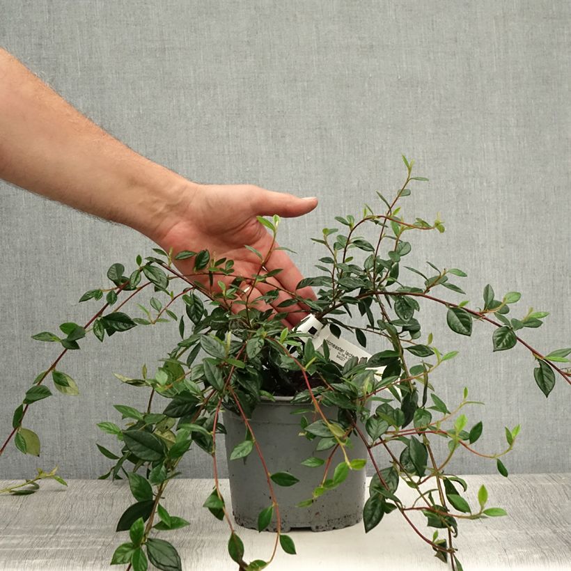 Exemplaar van Cotoneaster lacteus - Dwergmispel Pot van 2 l/3 l zoals geleverd in de zomer