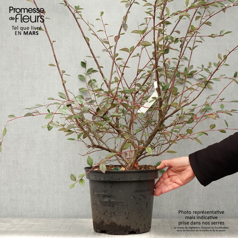 Example of Cotoneaster lacteus - Dwergmispel Pot van 7,5 l/10 l as you get in printemps