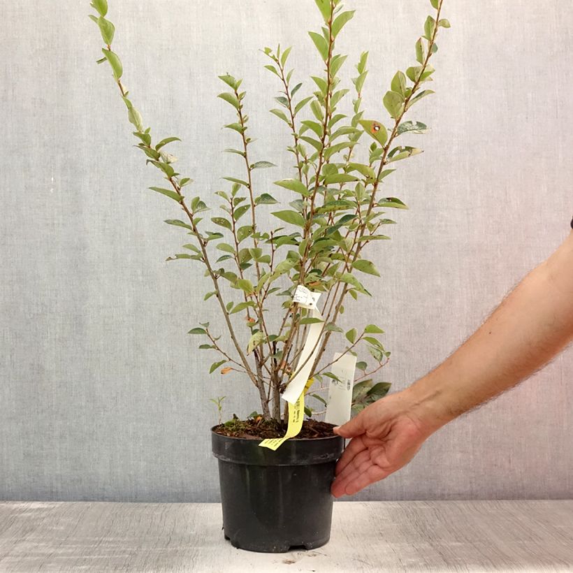 Exemplaar van Cotoneaster lucidus - Dwergmispel Pot van 2 l/3 l zoals geleverd in de zomer