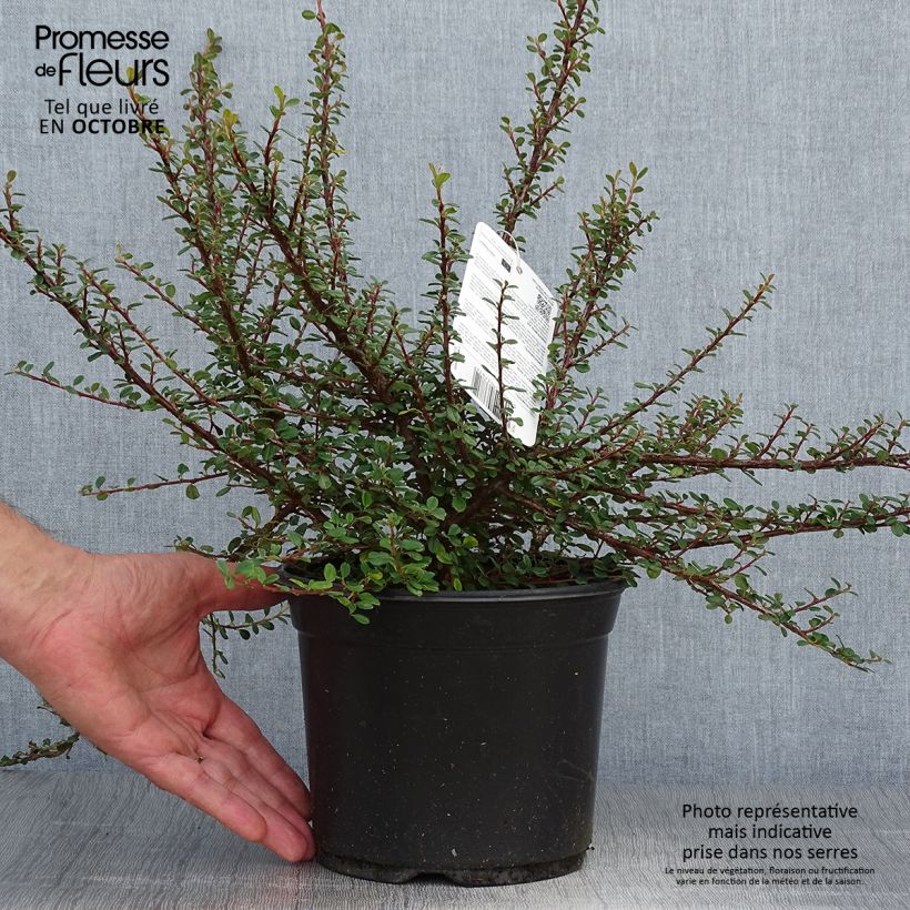 Exemplaar van Cotoneaster microphyllus - Kleinbladige dwergmispel Pot van 2 l/3 l zoals geleverd in de herfst