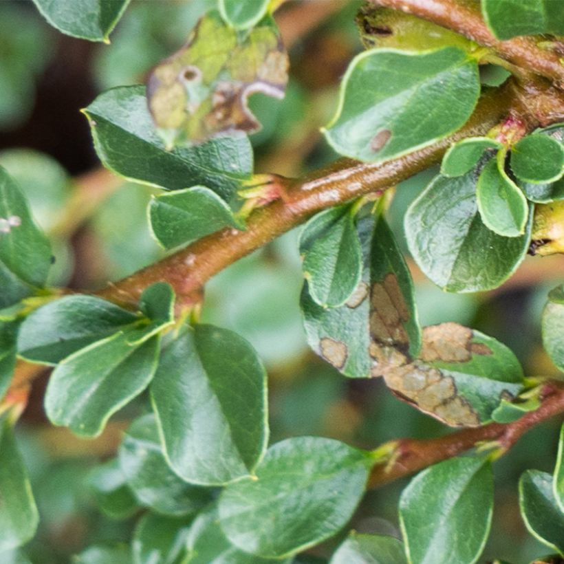 Cotoneaster praecox Boer - Dwergmispel (Foliage)
