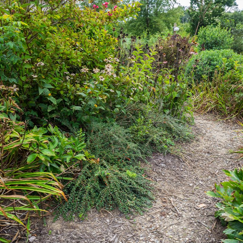 Cotoneaster praecox Boer - Dwergmispel (Plant habit)