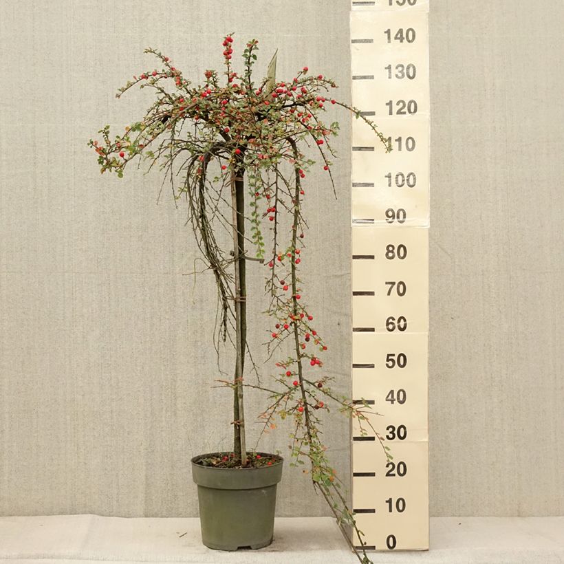 Exemplaar van Cotoneaster praecox Boer - Dwergmispel Pot van 7,5 l/10 l, Stengel zoals geleverd in de herfst