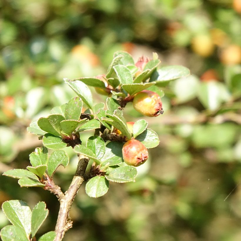 Cotoneaster praecox Boer - Dwergmispel (Blad)