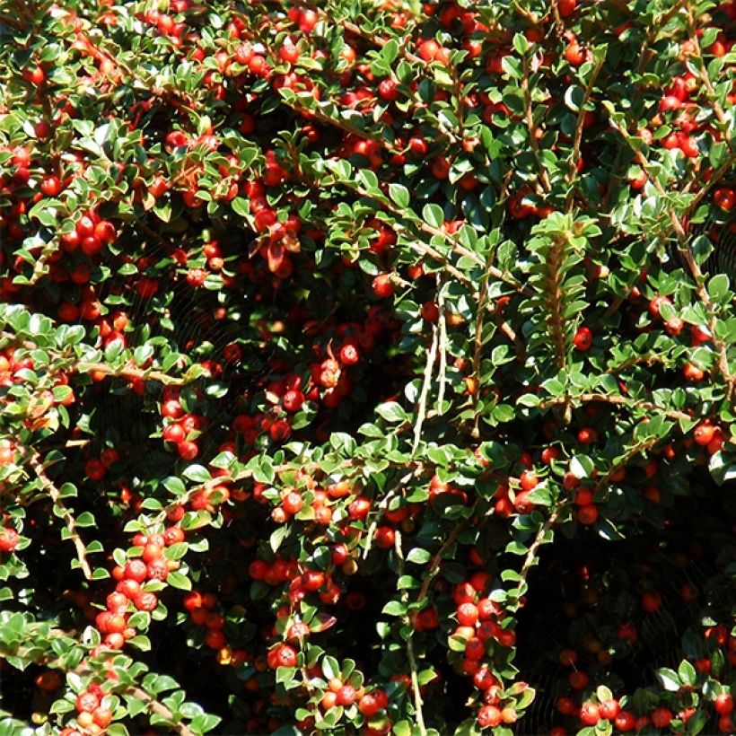 Cotoneaster procumbens Queen of Carpets - Kruipende dwergmispel (Harvest)