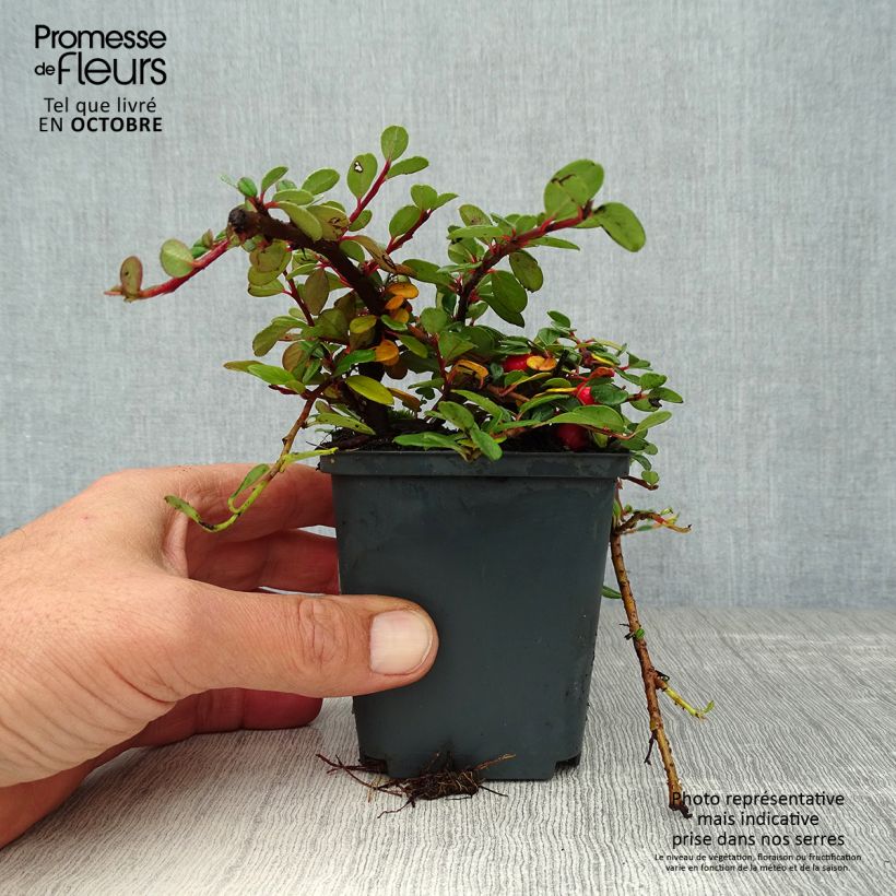 Exemplaar van Cotoneaster procumbens Queen of Carpets - Kruipende dwergmispel Kweekpotje van 8/9 cm zoals geleverd in de herfst