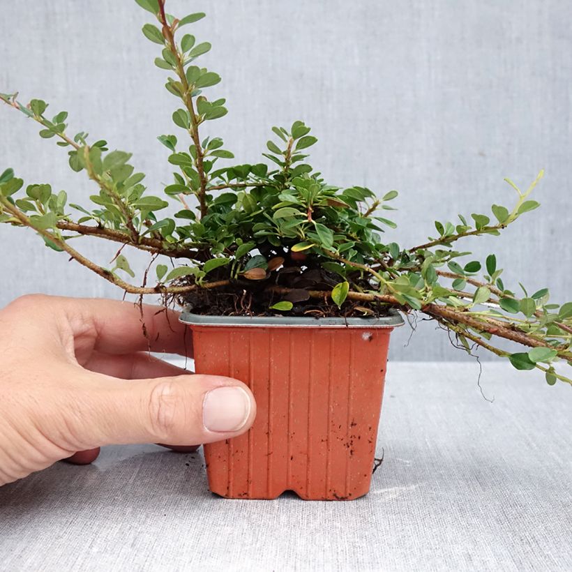 Exemplaar van Cotoneaster procumbens Streibs Findling - Kruipende dwergmispel Kweekpotje van 8/9 cm zoals geleverd in de herfst