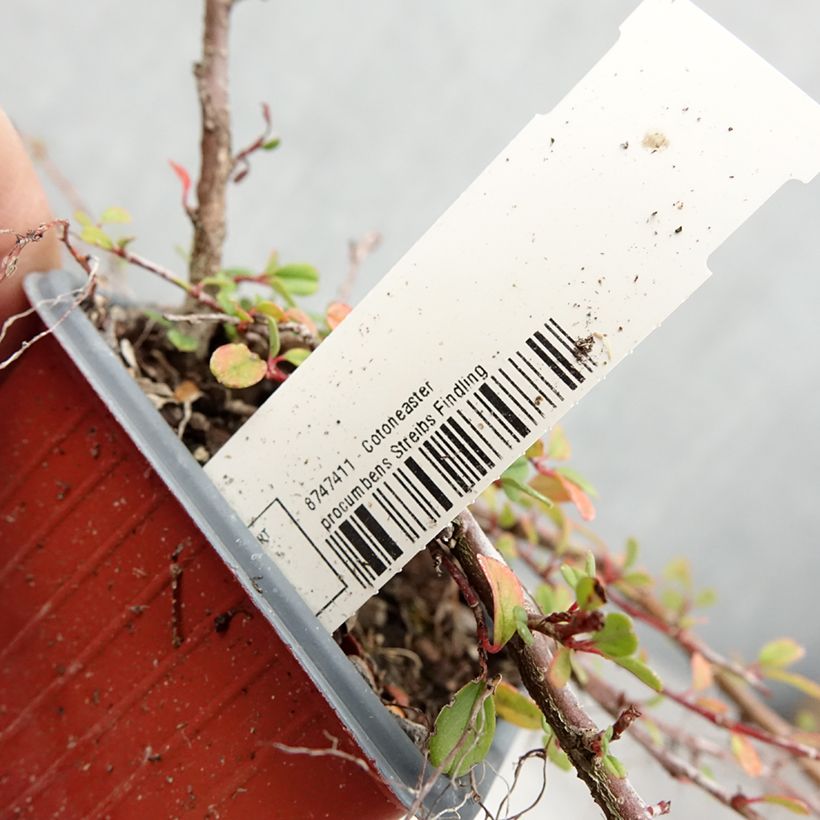 Exemplaar van Cotoneaster procumbens Streibs Findling - Kruipende dwergmispel Kweekpotje van 8/9 cm zoals geleverd in de zomer