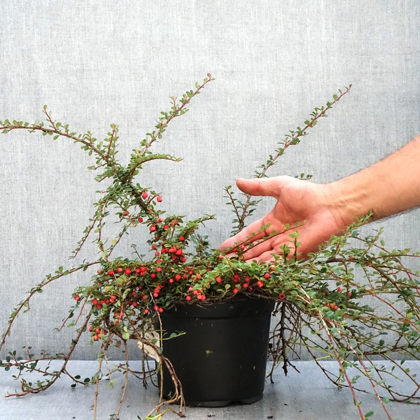 Exemplaar van Cotoneaster procumbens Streibs Findling - Kruipende dwergmispel Pot van 1,5 l/2 l zoals geleverd in de herfst