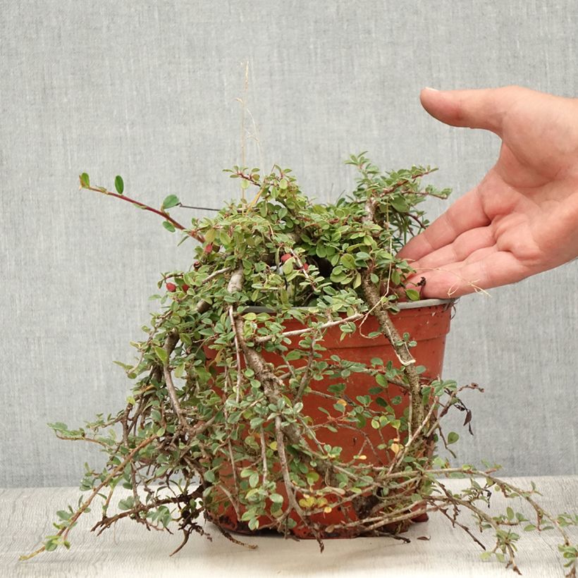 Exemplaar van Cotoneaster procumbens Streibs Findling - Kruipende dwergmispel Pot van 1,5 l/2 l zoals geleverd in de zomer